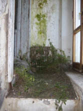 Overgrown indoors